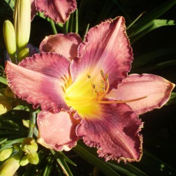 Hemerocallis Chicago Knobby - Emerocallide