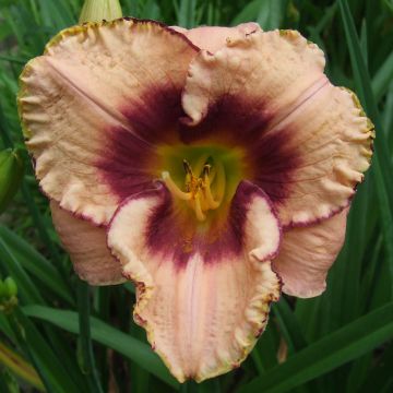 Hemerocallis Daring Dilemma - Emerocallide