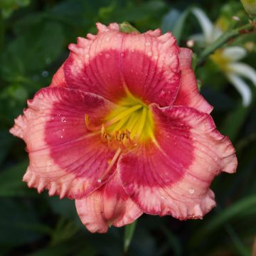 Hemerocallis Dragons Eye - Emerocallide