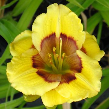 Hemerocallis Jason Salter - Emerocallide