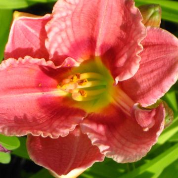 Hemerocallis Siloam Ribbon Candy - Emerocallide