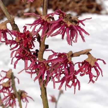 Hamamelis vernalis Washington Park - Amamelide