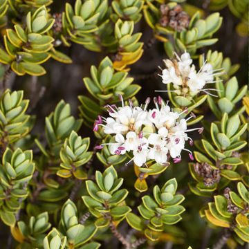 Hebe topiaria - Veronica