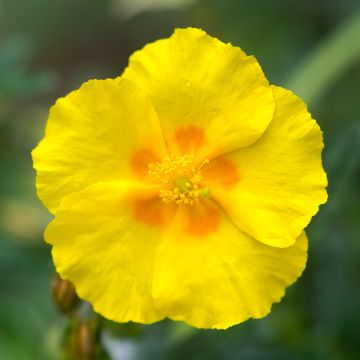 Helianthemum Ben Fhada - Eliantemo