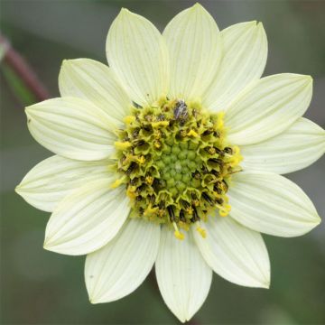 Helianthus giganteus Sheila's Sunshine - Girasole gigante