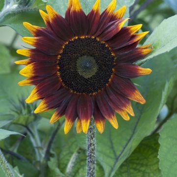 Girasole F1 Schock-o-Lat