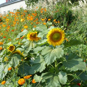 Girasole Sunspot