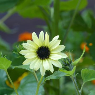Girasole Soluna Cream