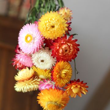 Helichrysum bracteatum monstrosum - Elicriso lucido