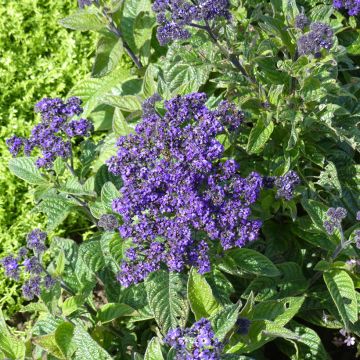 Heliotropium arborescens Marine (semi) - Eliotropio arbustivo