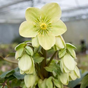 Helleborus nigercors Snow Love - Elleboro