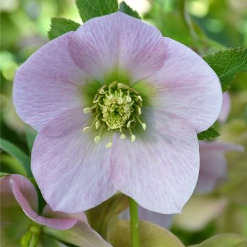 Helleborus ViV Alessandra - Elleboro
