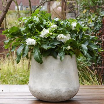 Helleborus ViV Amalia - Elleboro
