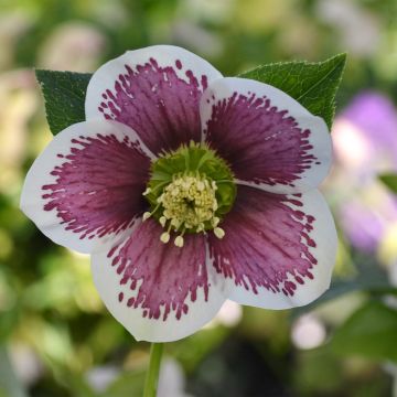 Helleborus ViV Antonella - Elleboro