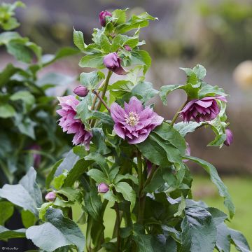 Helleborus ViV Ariana - Elleboro