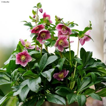 Helleborus ViV Batista - Elleboro