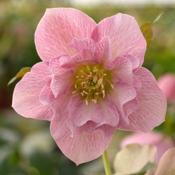 Helleborus ViV Benedetta - Elleboro