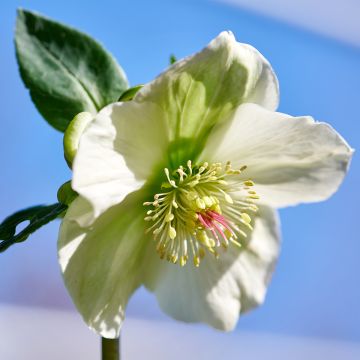Helleborus ViV Bianca - Elleboro