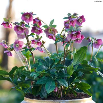 Helleborus ViV Carlotta - Elleboro