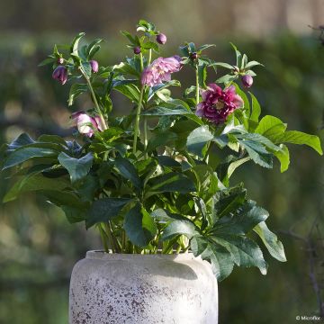 Helleborus ViV Catharina - Elleboro