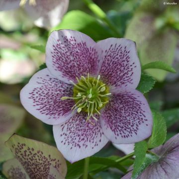 Helleborus ViV Celestina - Elleboro