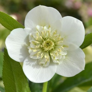 Helleborus ViV Cinzia - Elleboro