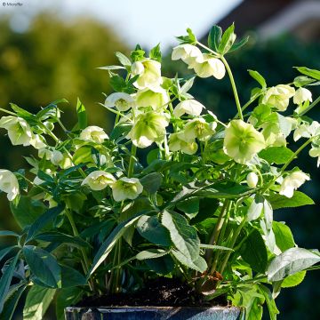 Helleborus ViV Clarissa - Elleboro
