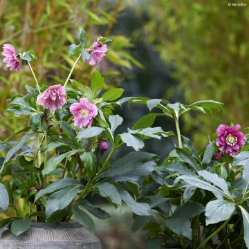 Helleborus ViV Elena - Elleboro