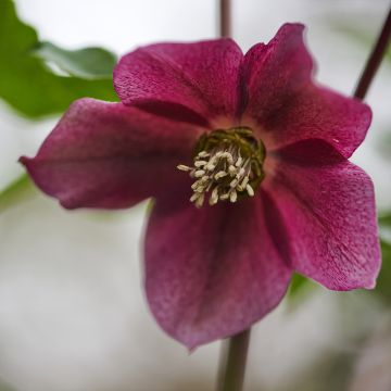 Helleborus ViV Eleonora - Elleboro