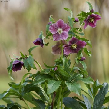 Helleborus ViV Elsa - Elleboro