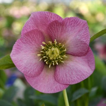 Helleborus ViV Fiorentina - Elleboro