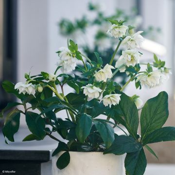 Helleborus ViV Gianina - Elleboro