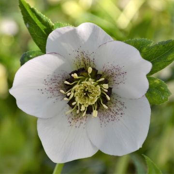 Helleborus ViV Giorgia - Elleboro