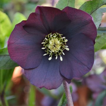 Helleborus ViV Halina - Elleboro