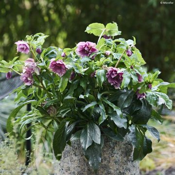 Helleborus ViV Laura - Elleboro