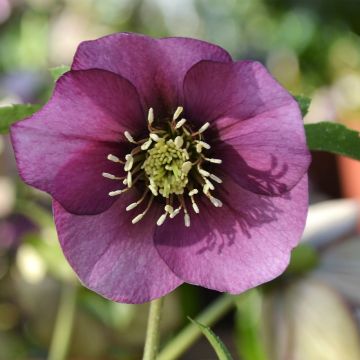 Helleborus ViV Liliana - Elleboro