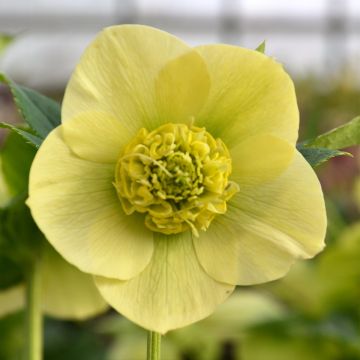 Helleborus ViV Lucrezia - Elleboro