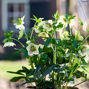 Helleborus ViV Maeva - Elleboro