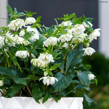 Helleborus ViV Micaela - Elleboro