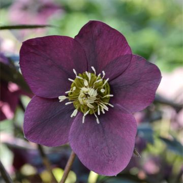 Helleborus ViV Milana - Elleboro