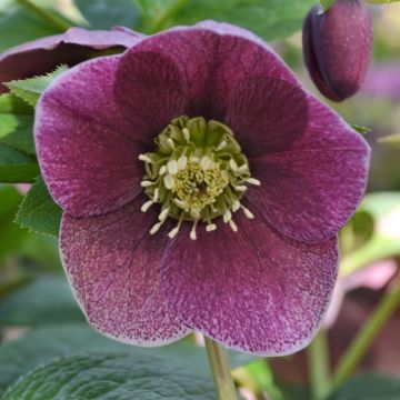 Helleborus ViV Patrizia - Elleboro