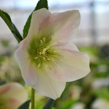 Helleborus ViV Rosa - Elleboro