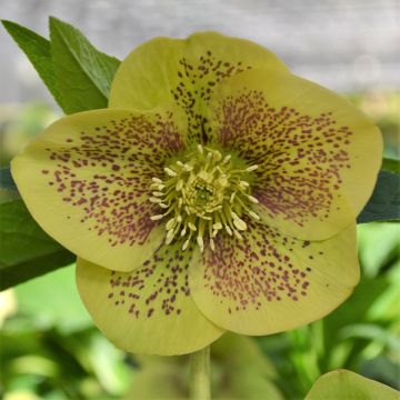 Helleborus ViV Serafina - Elleboro