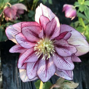 Helleborus ViV Suzanna - Elleboro