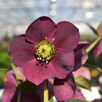 Helleborus ViV Teodora - Elleboro