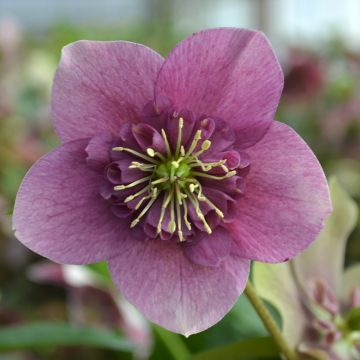 Helleborus ViV Teresa - Elleboro
