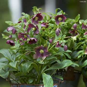 Helleborus ViV Victoria - Elleboro