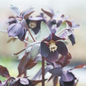 Helleborus Black Chocolate - Elleboro