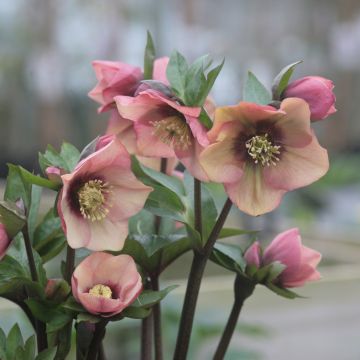 Helleborus Peach with Dark Center - Elleboro