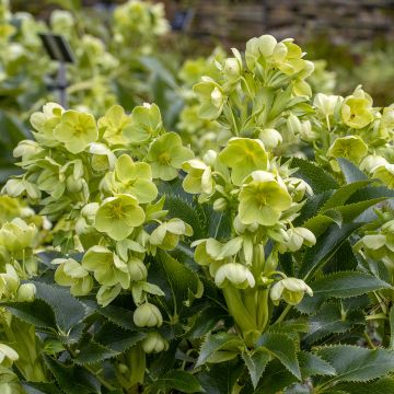 Helleborus argutifolius - Elleboro di Corsica